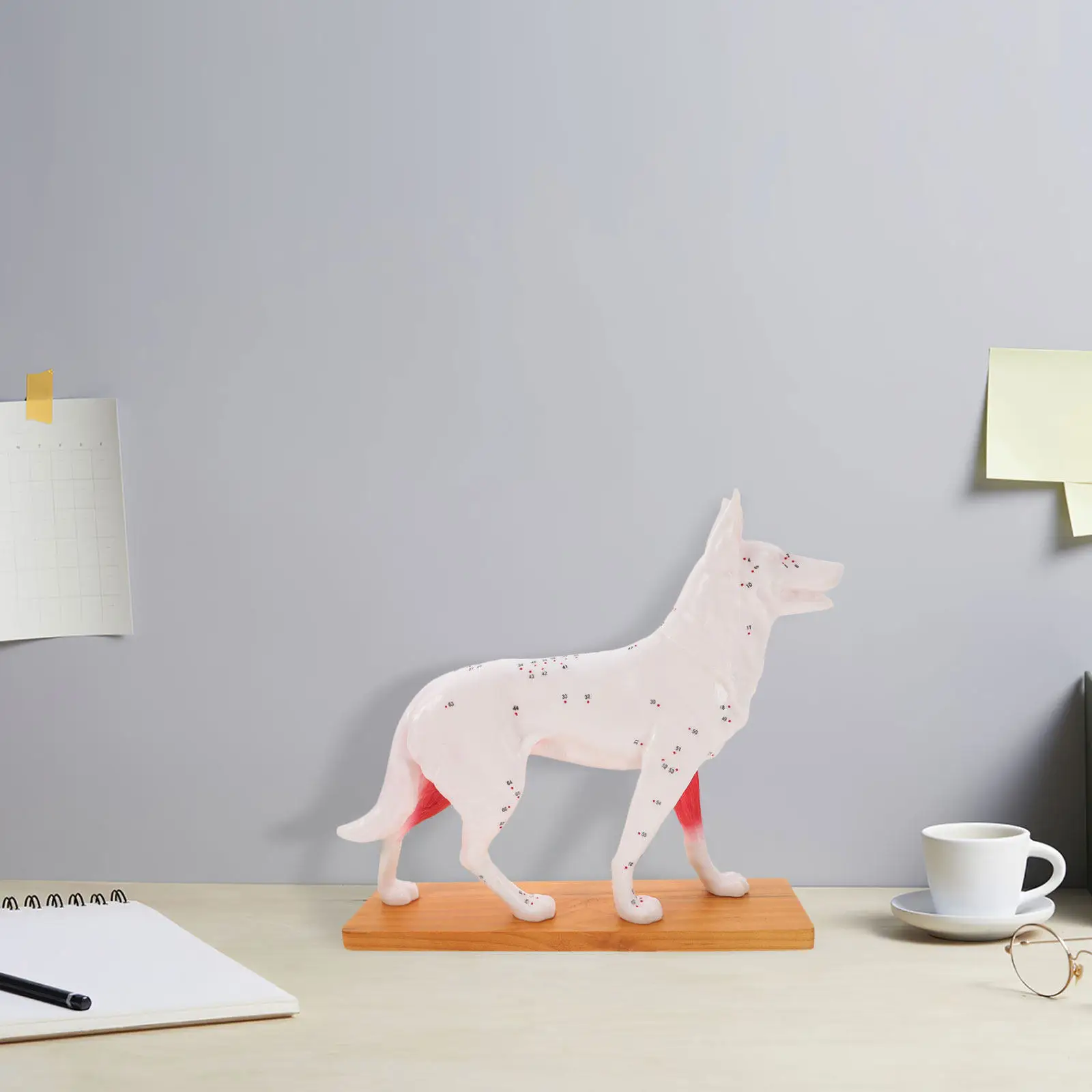 

Dog Acupuncture Point Canine Body Teaching Training Tool for Veterinary Anatomy Student Study Bright Colors Anatomical Dog Model