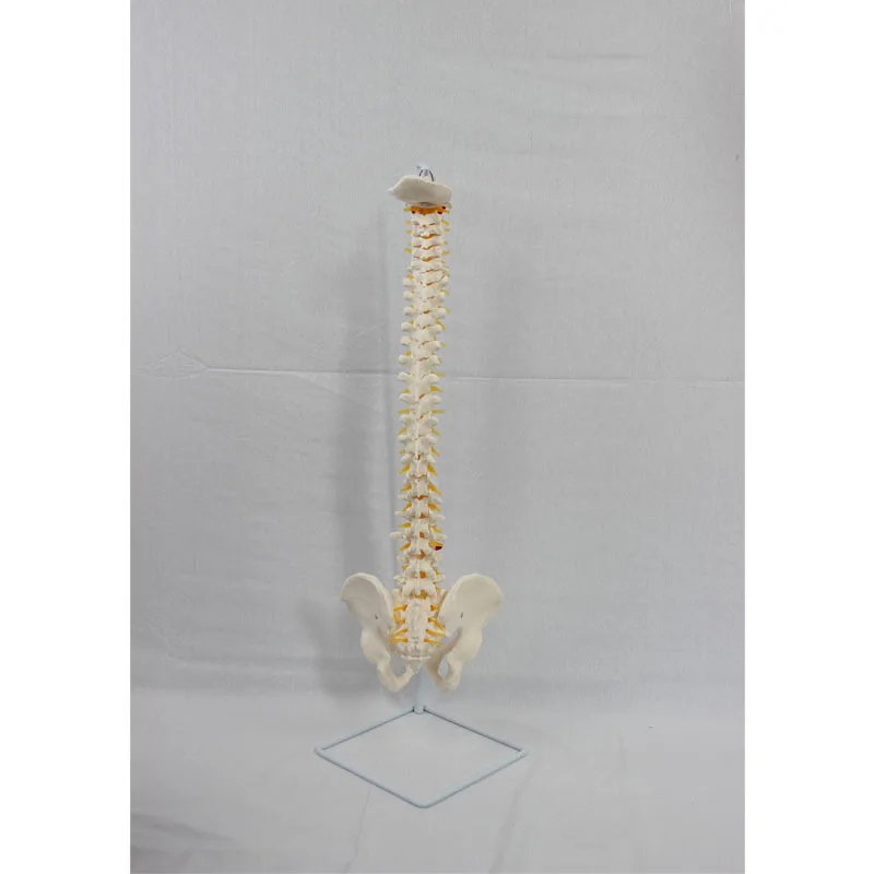 Life Size Spine Model Skeleton Anatomy Model With Detailed Flexible Vertebrae Lumbar Column Anatomical For Educational Study