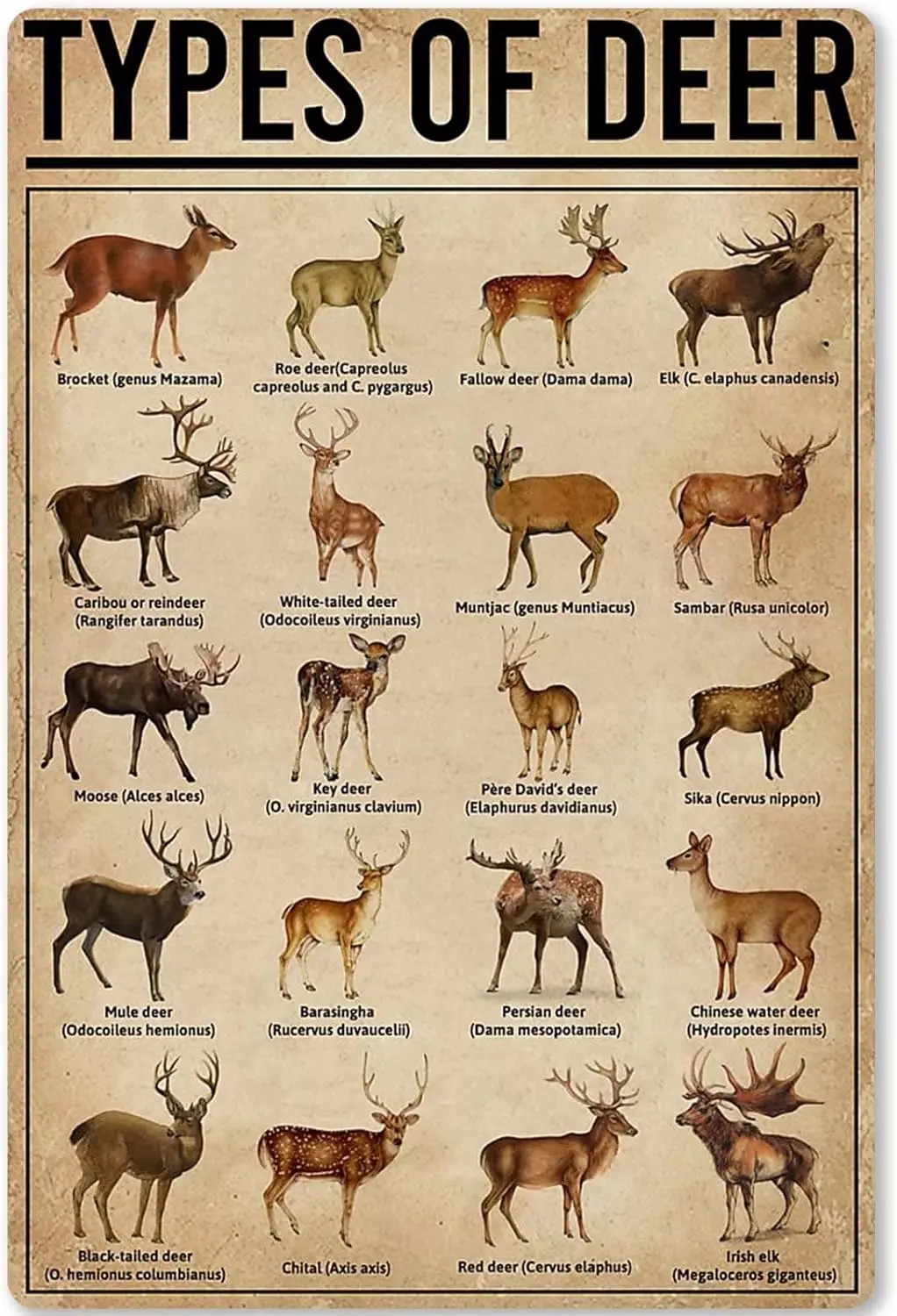 Types of Deer Metal Tin Sign Animal Reindeer Knowledge School Education Infographics Farm Farmhouse Home Kitchen Wall Plaque Pos