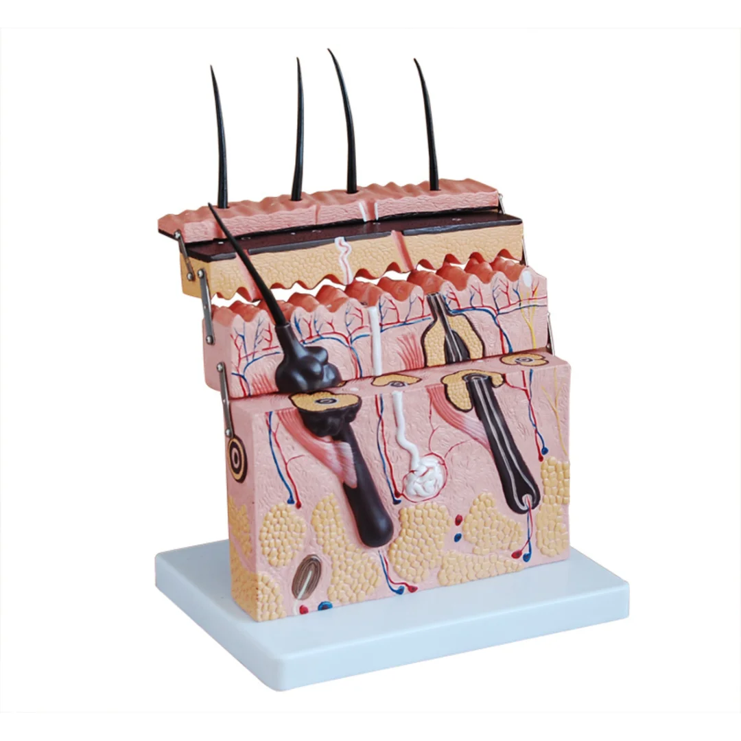 

Enlarged Model of Skin Level Section Medical Science Supplies Anatomia Simulator for Medico Beauty Display Teaching AIDS and Min