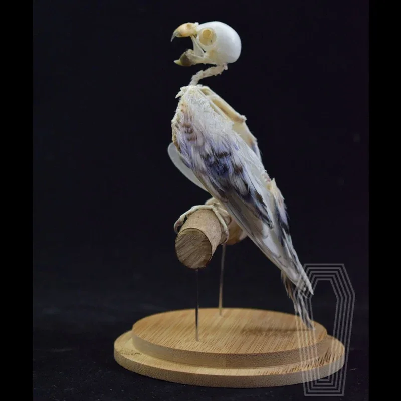 2204 Unique Parrot Skeleton Sculpture Bird Bone Decor Piece Handcrafted Gothic Design Home Decor Room Accent for Dark Theme