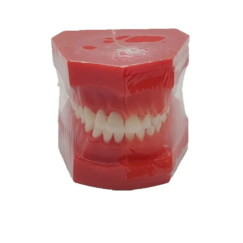 Dental M7013 Pediatric Development Model Age 9-12 Breast Teeth Alternation Model Teaching Model
