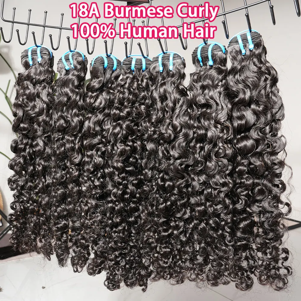 18A Burmese Curly B…
