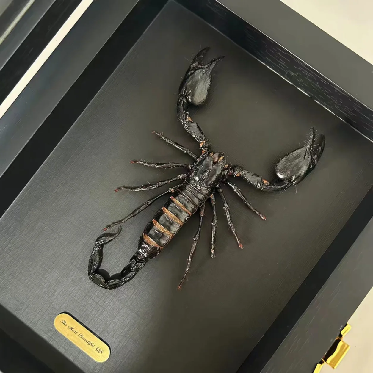 Preserved Scorpion Specimen Kept In Openable Display Case, Unique Tabletop Collectible Ornament & Gift for Collectors
