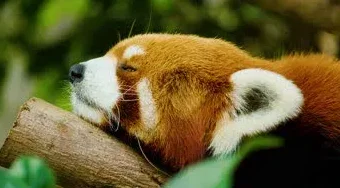 

Sulong -8398A 1:14 Сплав 2,4 ГГц RC SUV — внедорожная, скалолазание, высокоскоростная игрушка-гонщик для детей и мальчиков