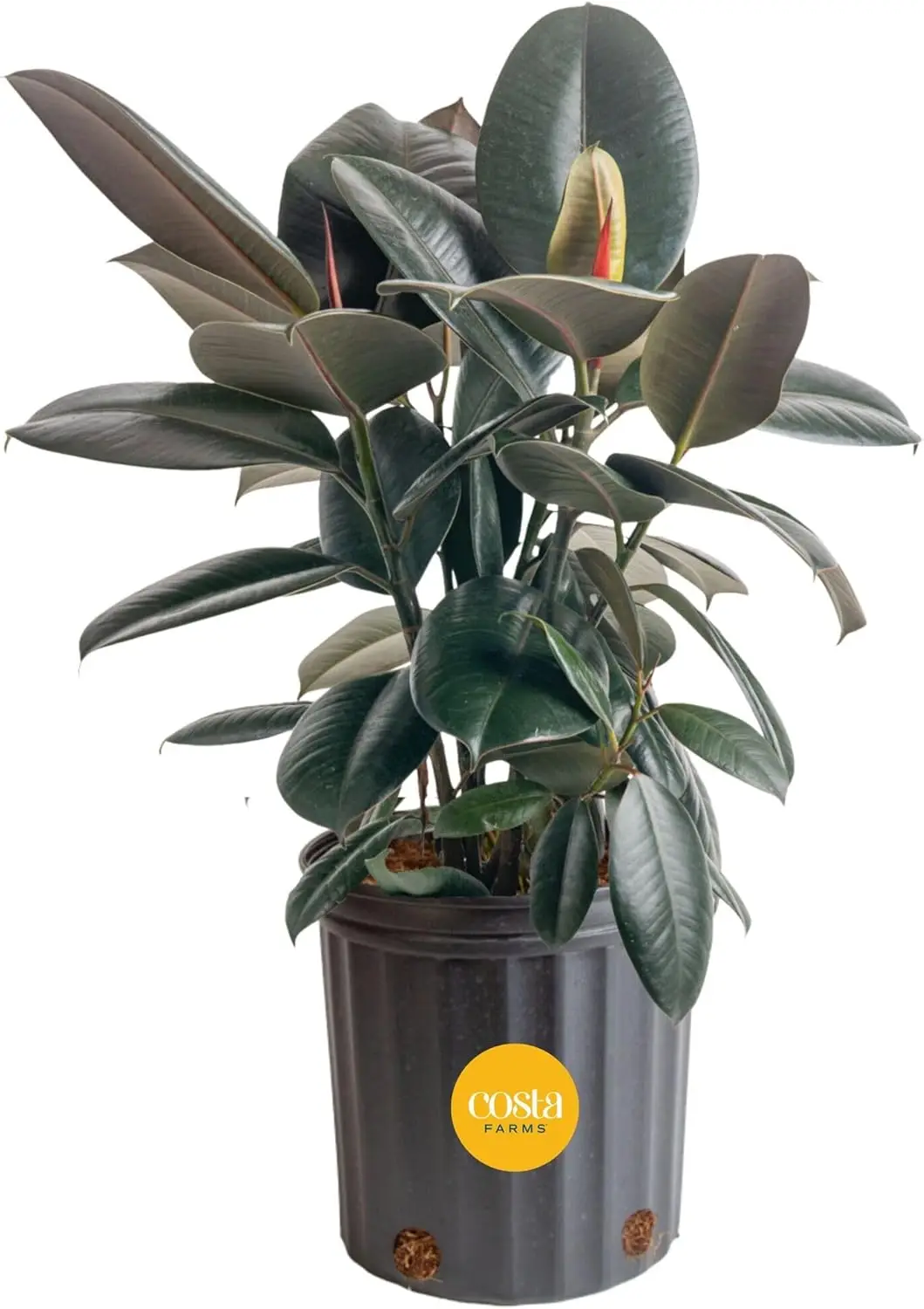 

Burgundy Rubber Plant, Live Ficus Elastica Tree, Indoor Houseplant in Pot, 2-3 ft Tall, Air Purifying Decor