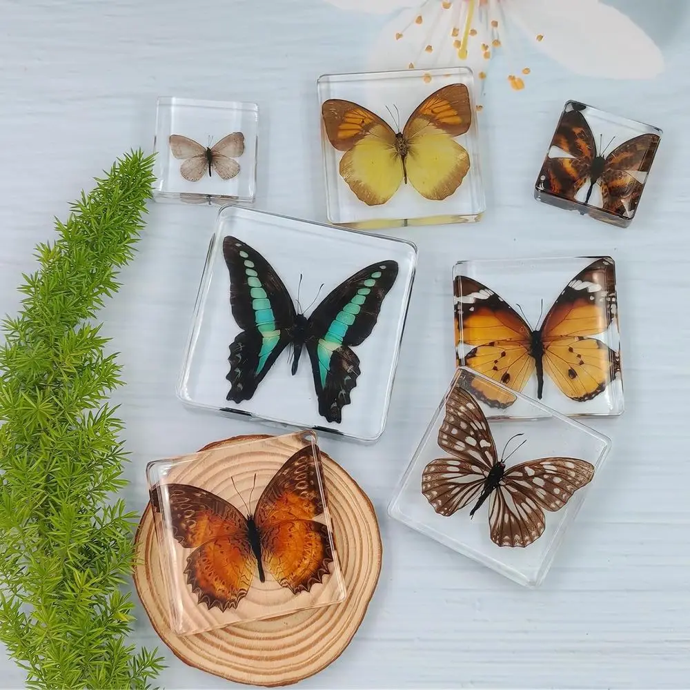 

Preserved Butterflies in Clear Resin for Educational and Decorative Purposes - Square Paperweight