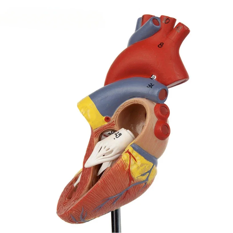 1:1 Life size Human Heart Anatomy Model Medical Science Teaching Resources
