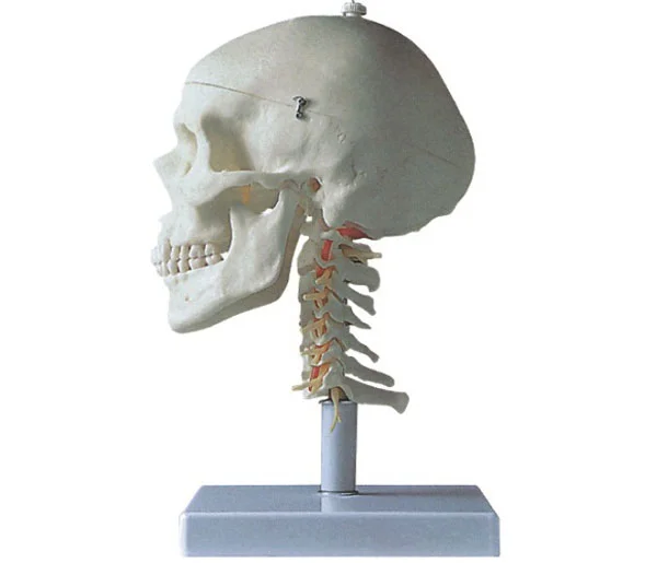 

Adult Skull with Cervical Spine Model Medical Science Skeleton Anatomical Simulator Educational Guidance Study Assistance Teachi