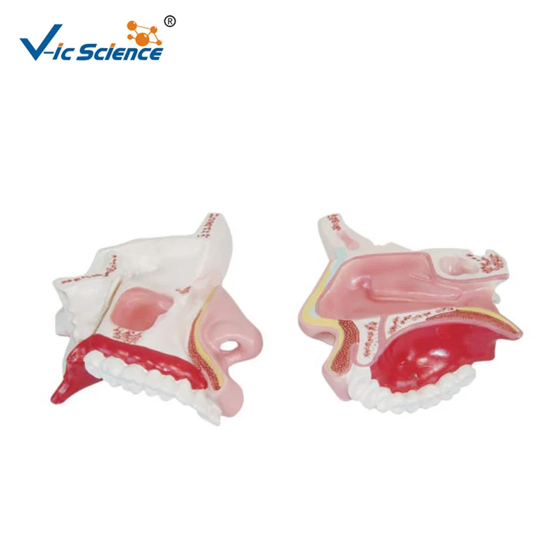 Medical Science  Nasal Cavity Anatomical Model