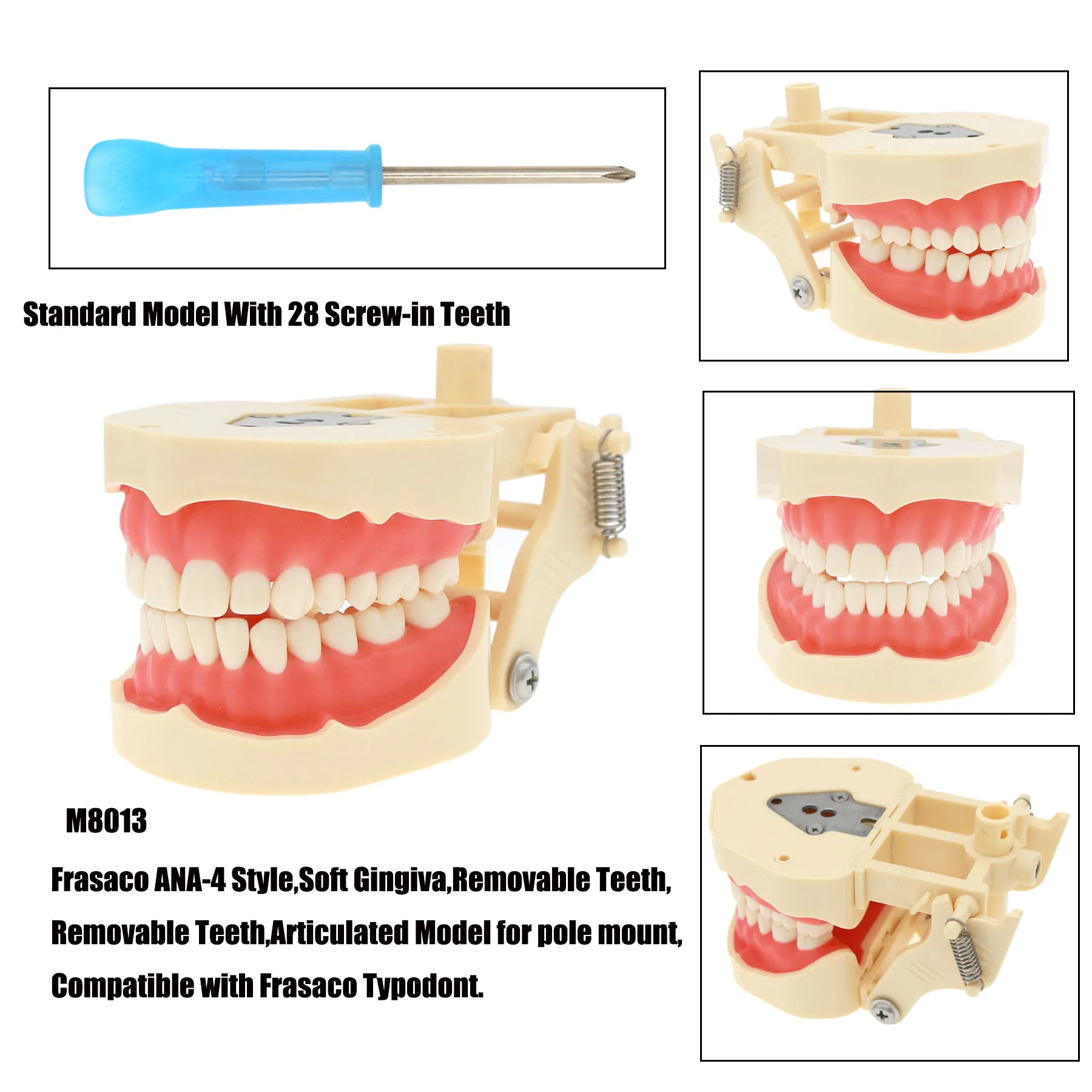 Teeth Dentistry Model Removable Resin Dental Model with 28 screw-in teeth M8013 M8021 Student Training Model