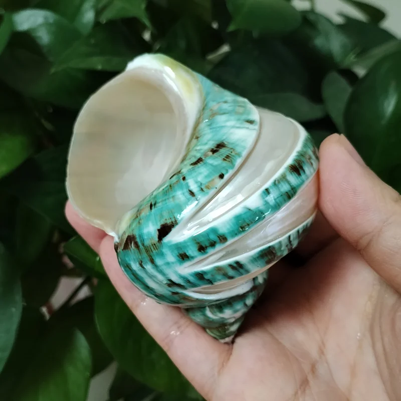 Large Polished Banded Jade Turbo Shells Natural Green Hermit Crab Shells Beach Crafts Nautical Decor Large Hermit Crabs 9CM-11CM