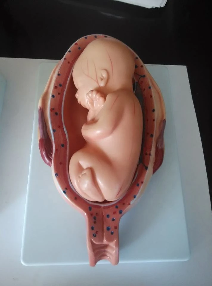 Medical science human female nursing training model the Development Process for baby Fetus teaching tool model price