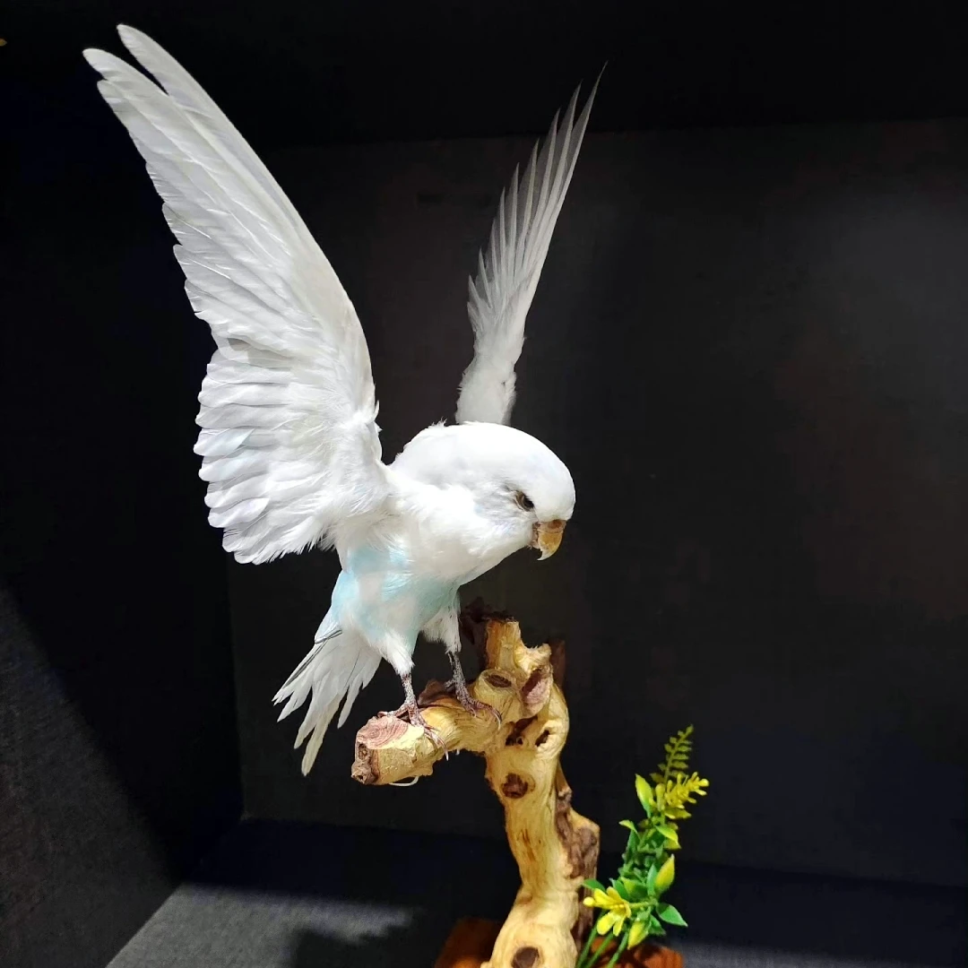 

2063 Handmade Flying Bird Creative Specimen Decoration Art Sculpture Custom Birthday Gift Room Decoration Art Collection