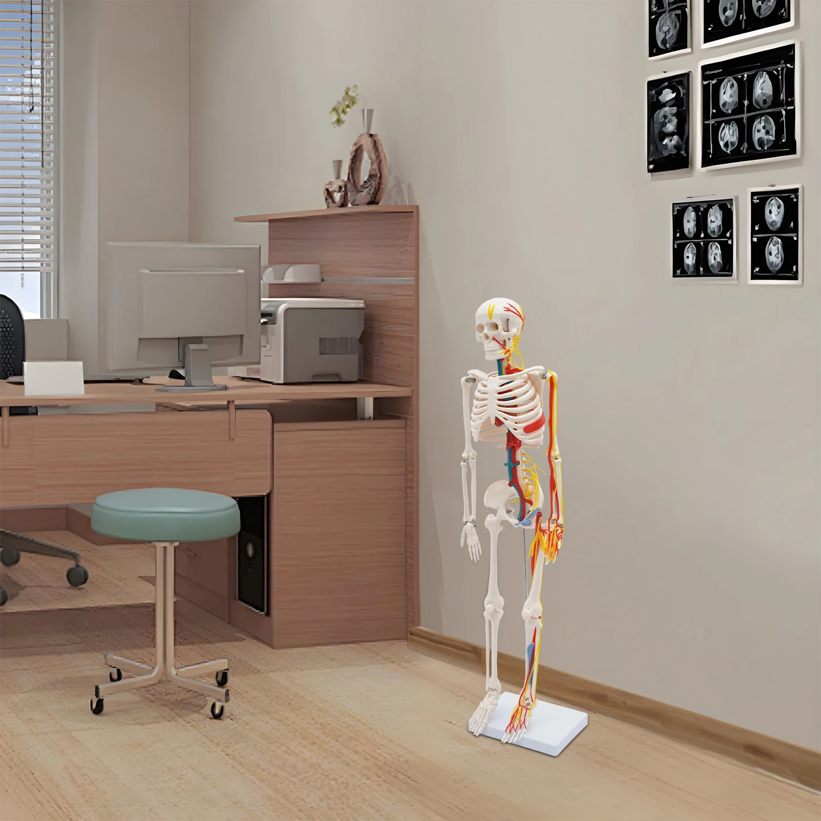Human Skeleton Model Standing Style,Human Skeleton Model With Neurovascular,for medical students training,for Halloween