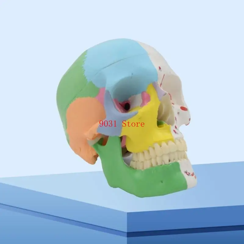 Schädelmodell Bildungsmodell Humanes anatomisches Studienmodell PVC -Material