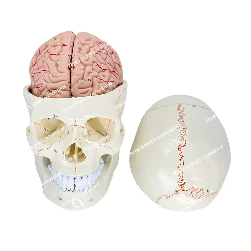 

Teaching Medicine Human Skull Removable Brain Model Skull Model 1:1 Craniocerebral Anatomy Neurology