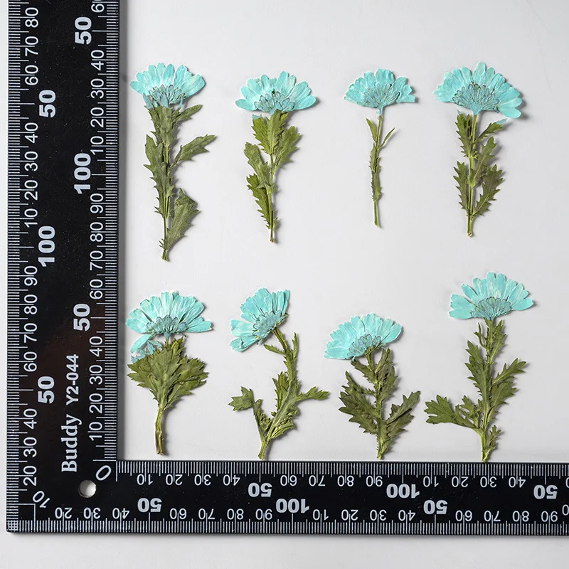 5-8cm/24 Stück, Seitlich Gepresste Kristallchrysantheme mit Zweig, Getrocknete Blumen DIY Handgemachte Aufkleber Fotorahmen Lesezeichen Geschenkkarten-Deko – Detail 7