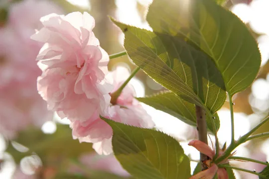 

FOR MJX 14211 1/14 SCT Chromium Steel Center Shaft & Differentials Set Front/Rear Upgrade Kit for RC Truck