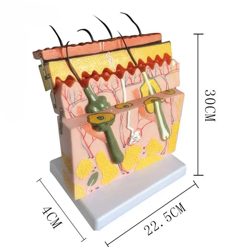 70 times human skin tissue structure enlarged anatomical model plastic surgery three-dimensional skin enlarged