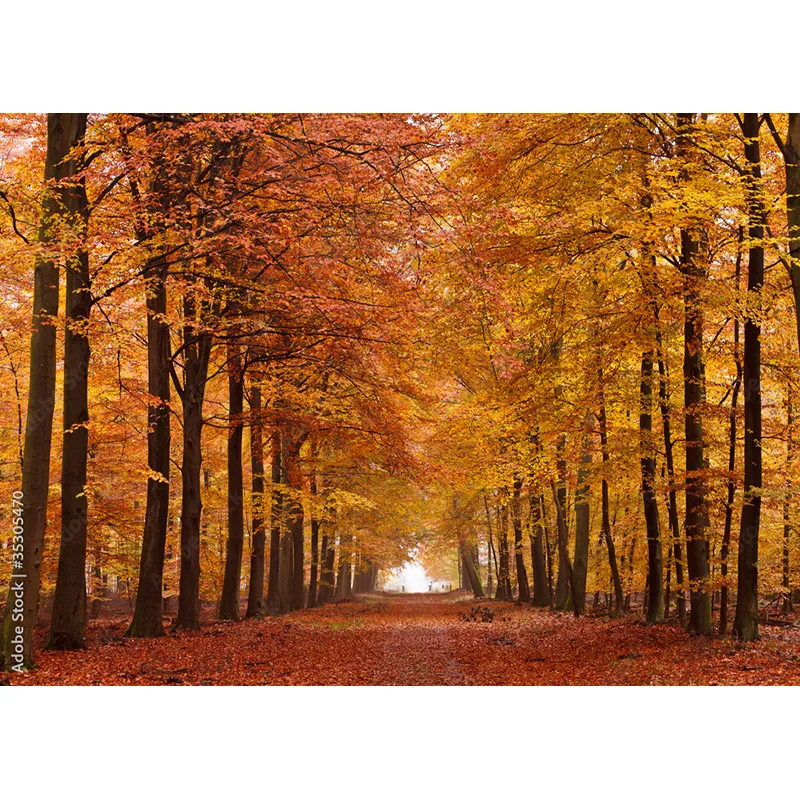 SHENGYONGBAO Natural Scenery Photography Background Fall Leaves Forest Landscape Photo Backdrops Studio Props QQTT-01