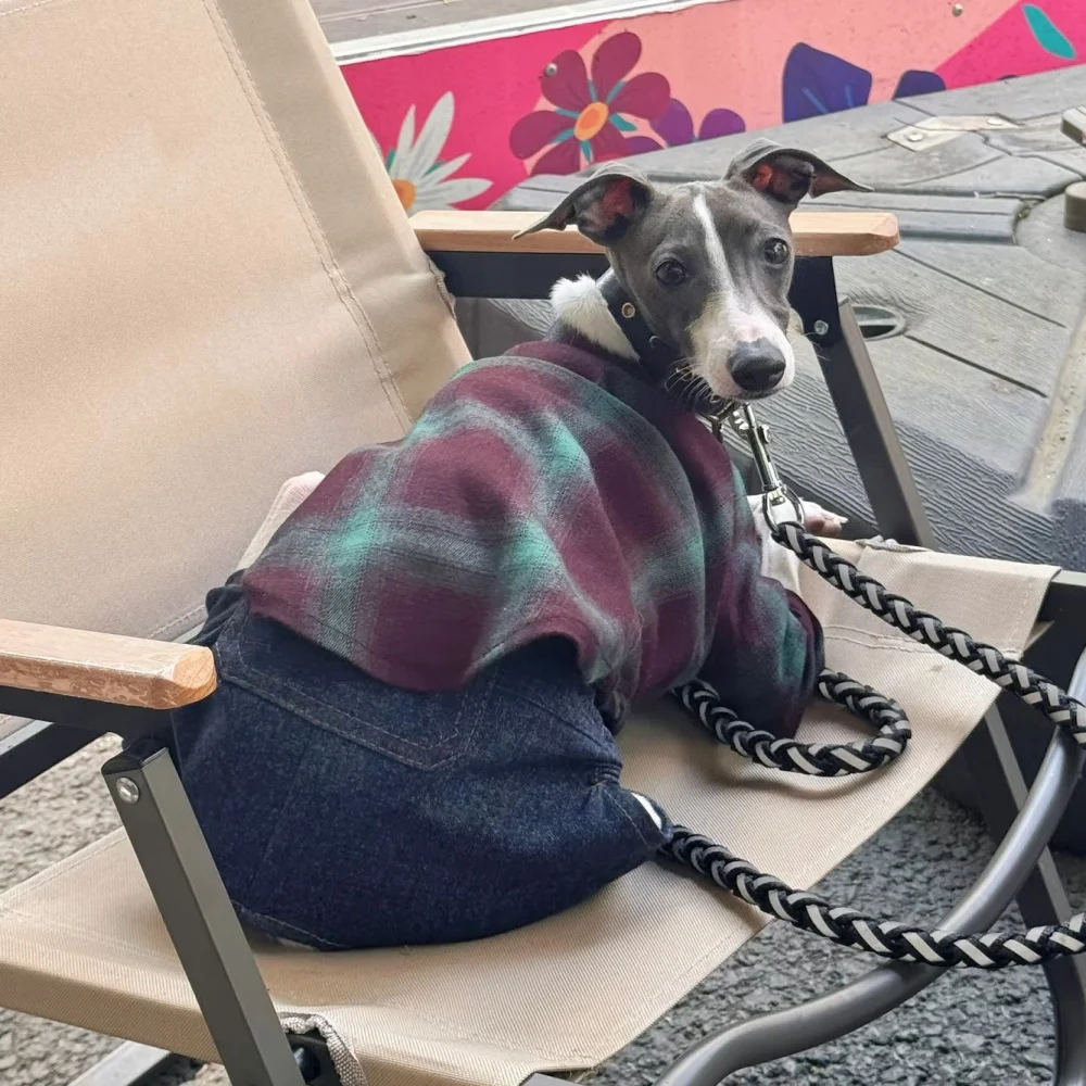 أنيقة طية صدر السترة الكلاسيكية منقوشة قميص ل WHIPPET في الربيع معطف القطن الناعم الكلية البريطانية على طراز GreyHound الإيطالي في الخريف