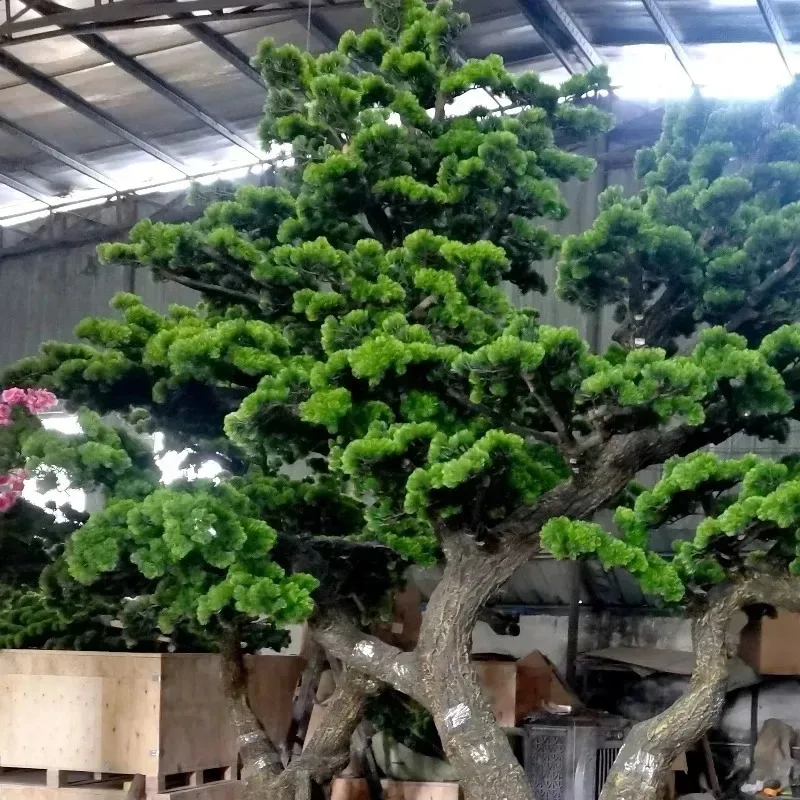 【2026】Large Outdoor Indoor 1M 2M Green Natural Artificial Bonsai Plant Pine Artificial Bonsai Tree For Garden Decoration 5