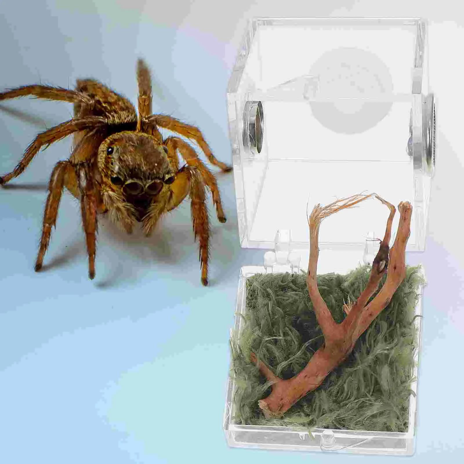 Villcase Glasbehälter 2 Satz Spinne Terrarium Acryl Reptilien Zucht box springen Spinne Gehäuse Tropfer zange