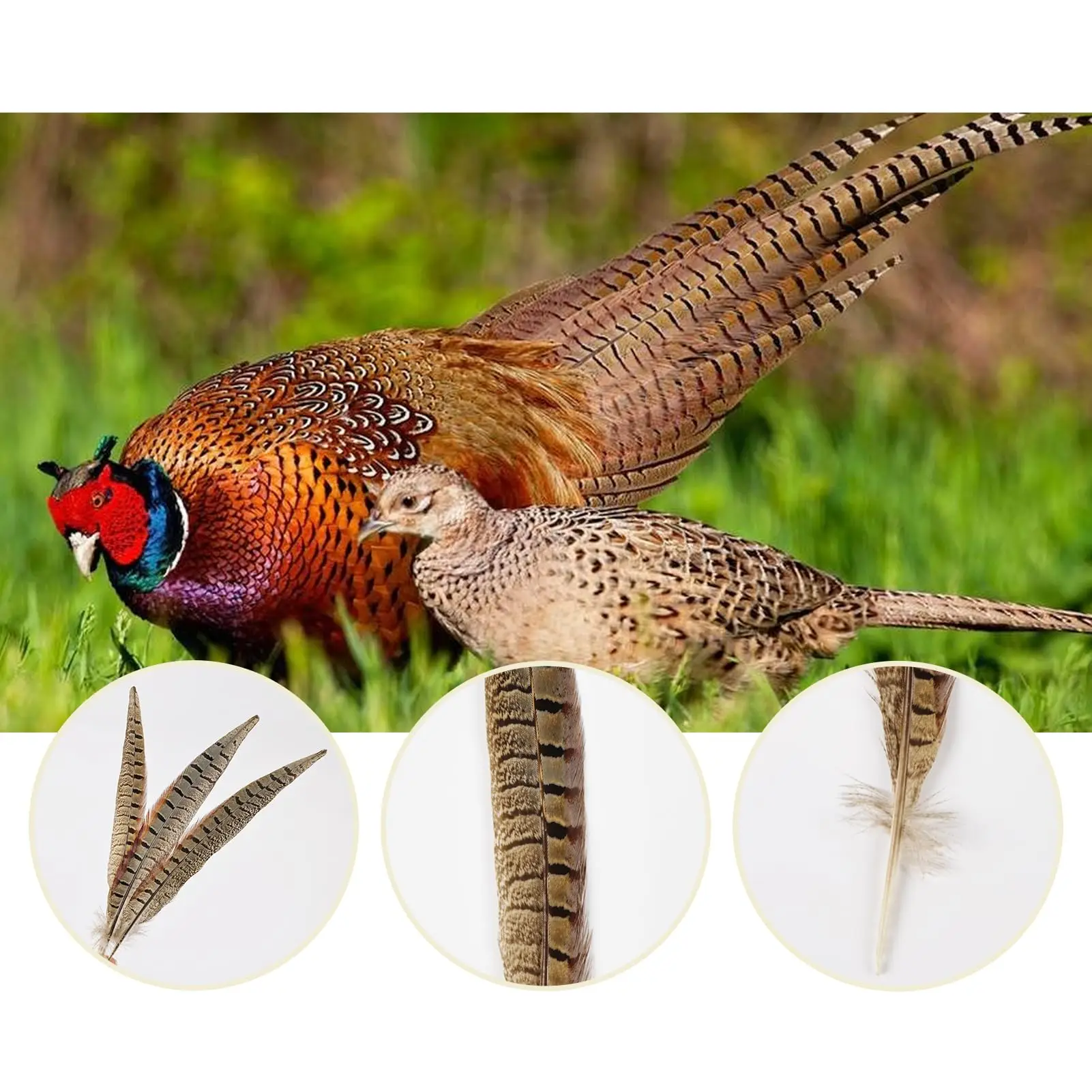 10-35cm 천연 꿩 꼬리 깃털 수컷 암컷 아름다운 깃털 DIY 머리 장식 보석 축제 장식 공예용