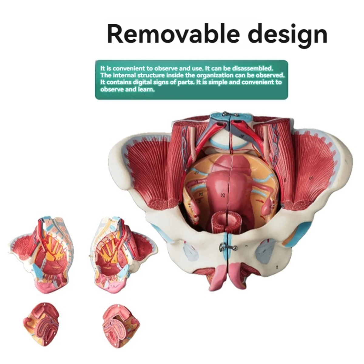 Disassembled Female Pelvis Anatomy Model PVC Female Pelvis with Floor Muscle,Nerves Model Lab Supplies,Uterine Pelvic