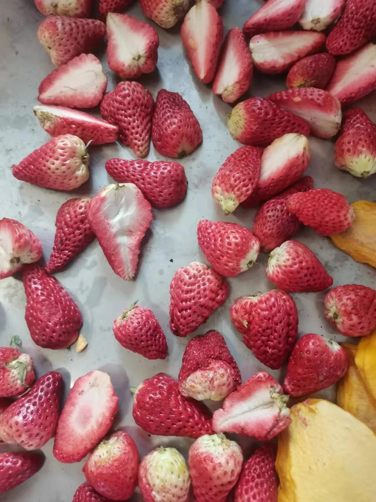 Essiccatore sottovuoto industriale per frutta e verdura