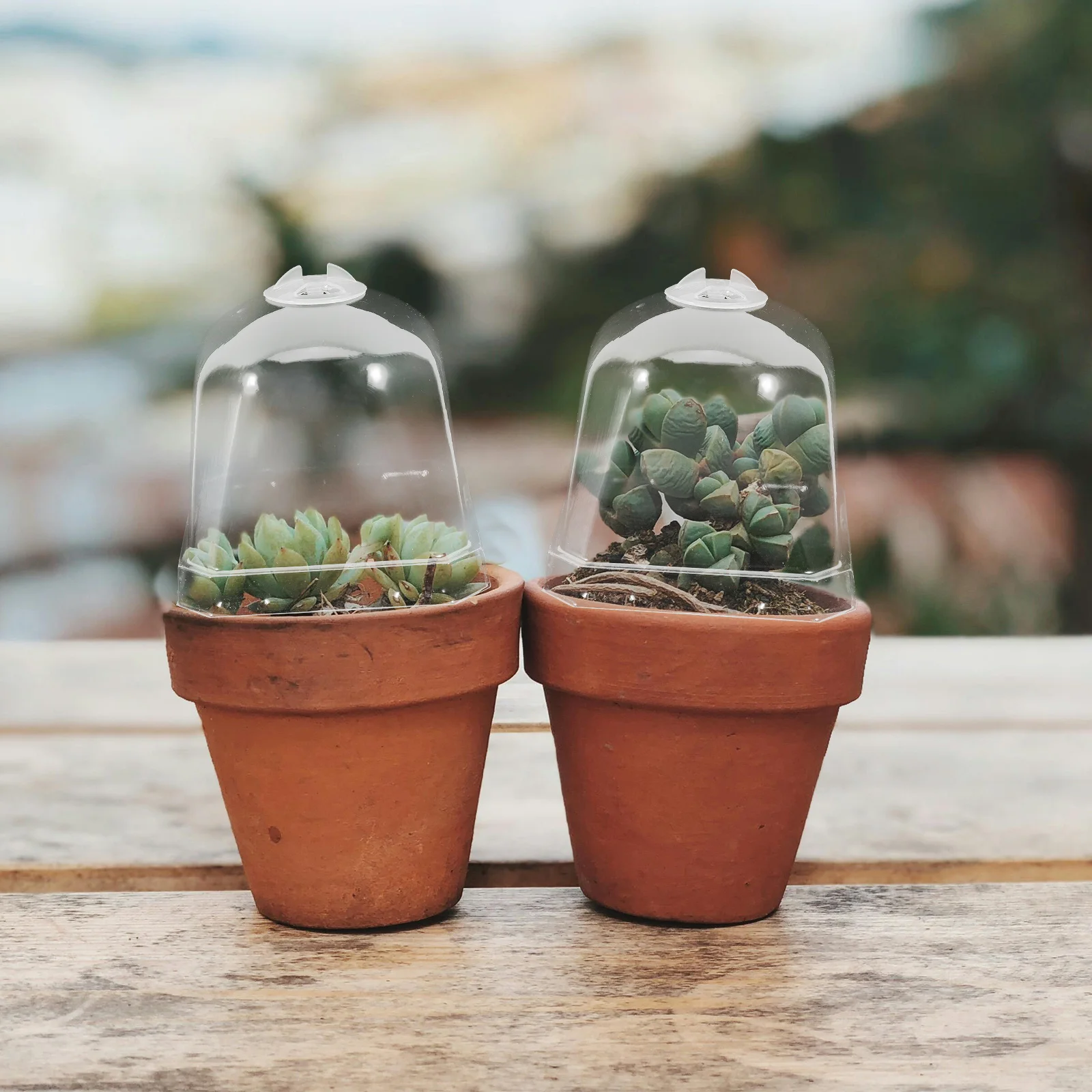 

12Pcs Garden Succulent Square Pot Covers Clear Plastic Dome Cloche Plants Protector Reusable Humidity Dome for Greenhouse Winter