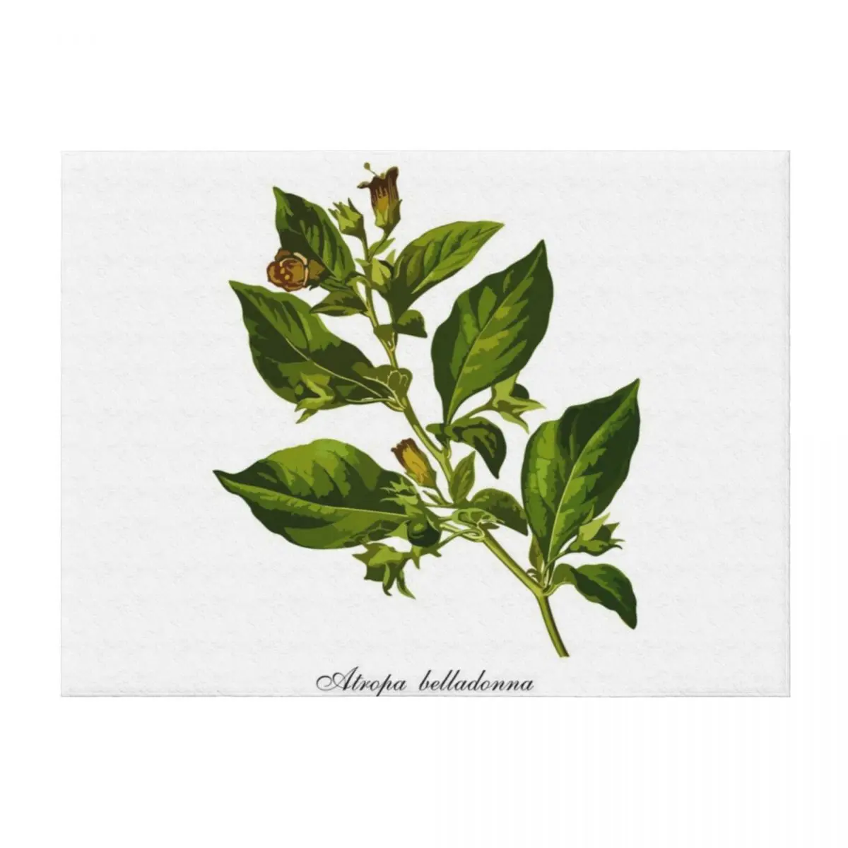 مظلة الليل السوداء القاتلة (Atropa belladonna) رمي بطانية رقيقة فروي أريكة لحاف الفانيلا النسيج البطانيات #2