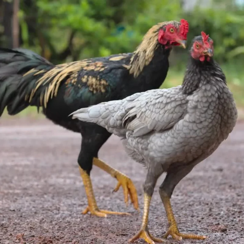 Metalen Stuurbrug Base C Achternaaf Zetel Montage Upgrade Onderdelen voor Wltoys 144001 1/14 RC Auto