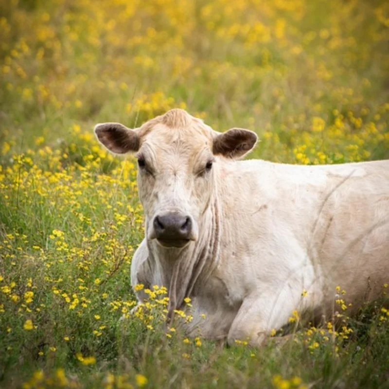 

Металлическая рулевая чашка, верхний нижний поворотный рычаг, комплект для SG1603 SG1604 UD1601 UD1602 SG-1603 SG-1604, запасные части для обновления радиоуправляемого автомобиля
