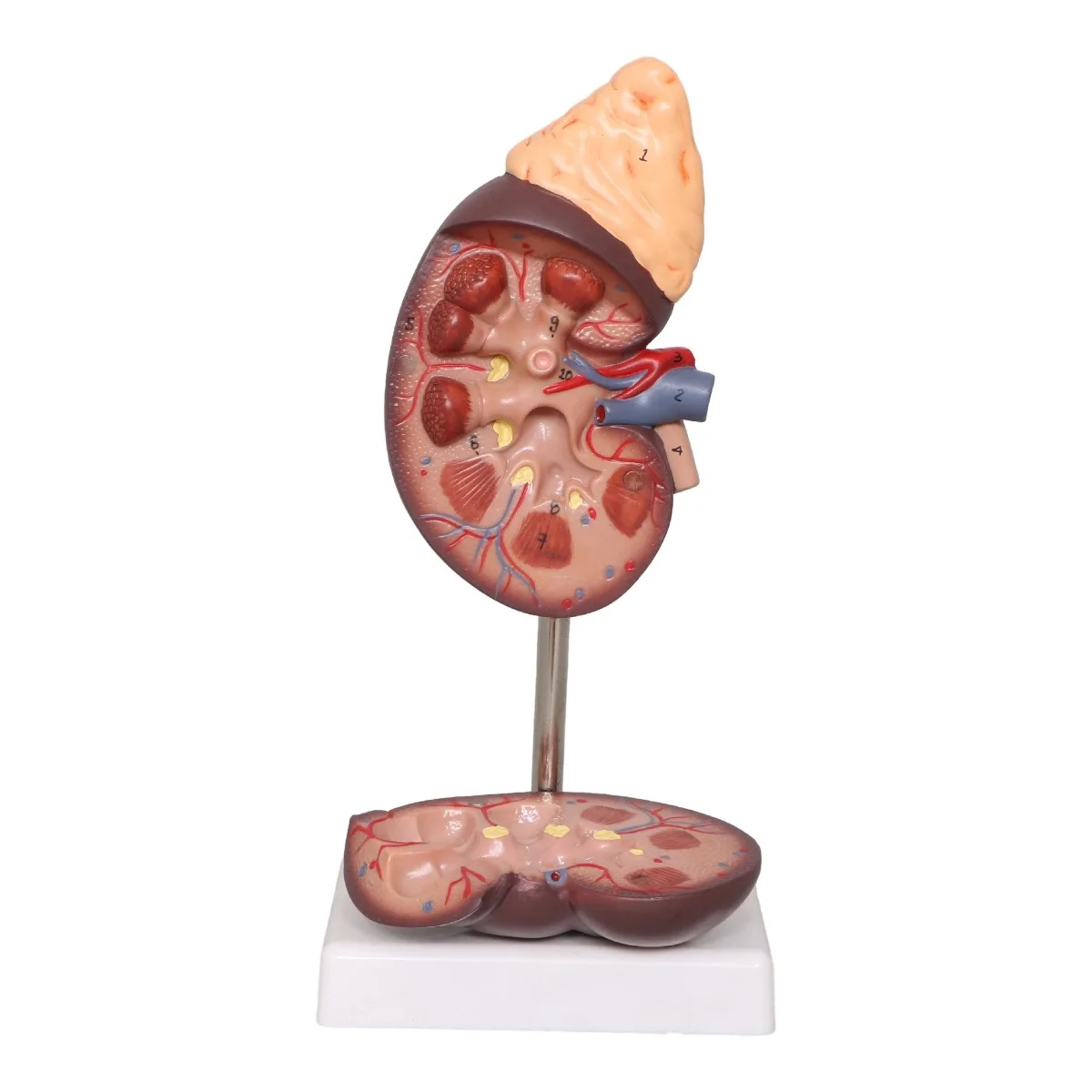 Life Size Human Kidney with Adrenal Gland Anatomical Model Medical Urology Anatomy Model Teaching Tool