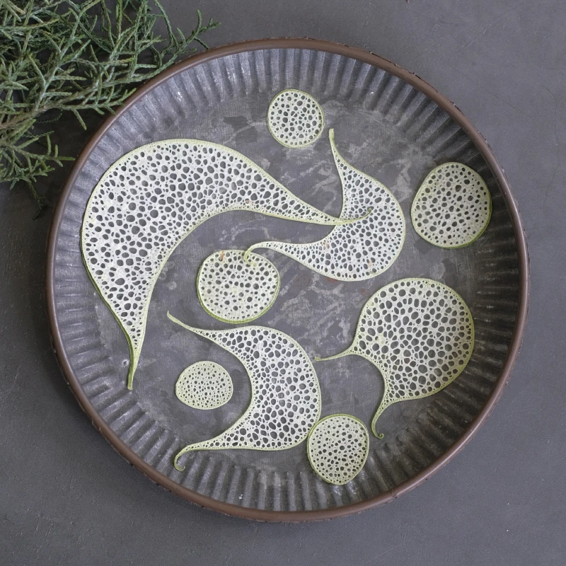 12 Stück, geprägte Luffa-Scheiben, getrocknete Blumenproben für UV/Epoxidharz, Fotorahmenkunst, Grußkarten und Lesezeichen, Bastelmaterialien – Detail 1