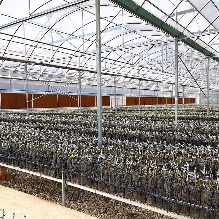 

Customized greenhouseEasy-Install Hot Galvanized Steel Multi-Span Agricultural Greenhouse Plastic Film Greenhouse for Large-Scal