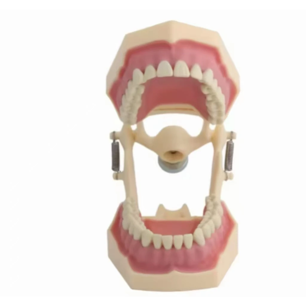 Dental Teeth Teaching Model with Jaw Framework - High Quality for Dentist Practice & Demonstration