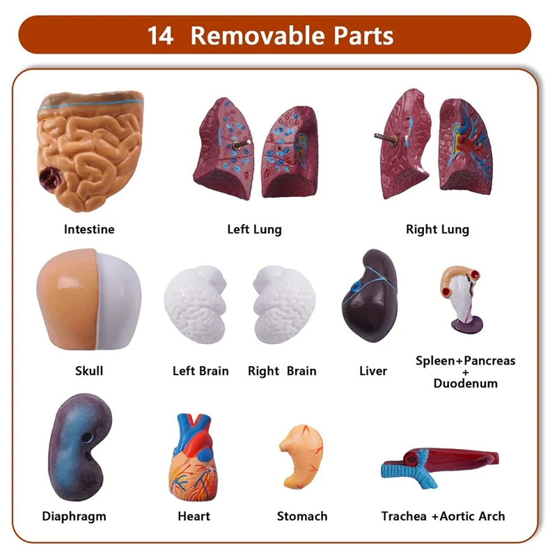 11 Inch Human Torso Body Model Anatomy Anatomical Internal Organs for Student Teaching Study Assembling Model-ABVK