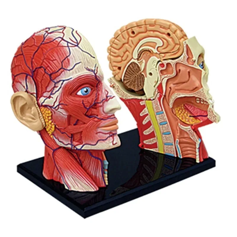 4D Assembled Humans Skeleton Anatomical Model Brain Nasal Oral Pharynx Larynx Cavity Model Anatomia Exploded Skull Education Toy