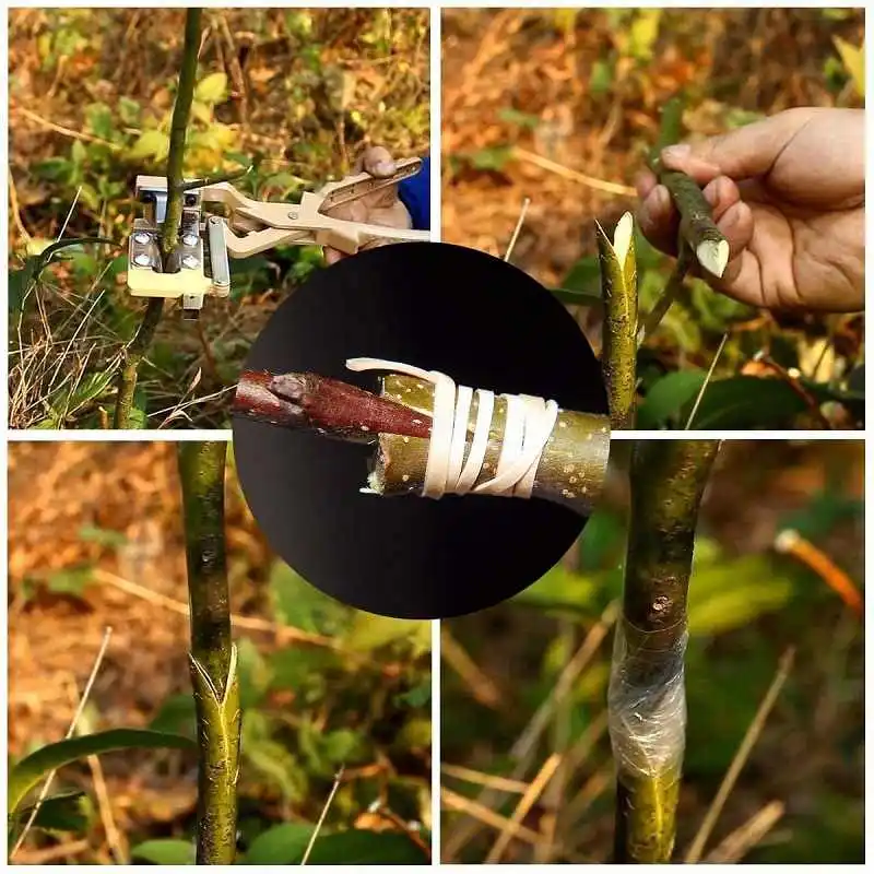 接ぎ木剪定ばさみ ガーデン接ぎ木鋏 フルーツツリー接種枝カッター 剪定ばさみ 果樹接ぎ木鋏