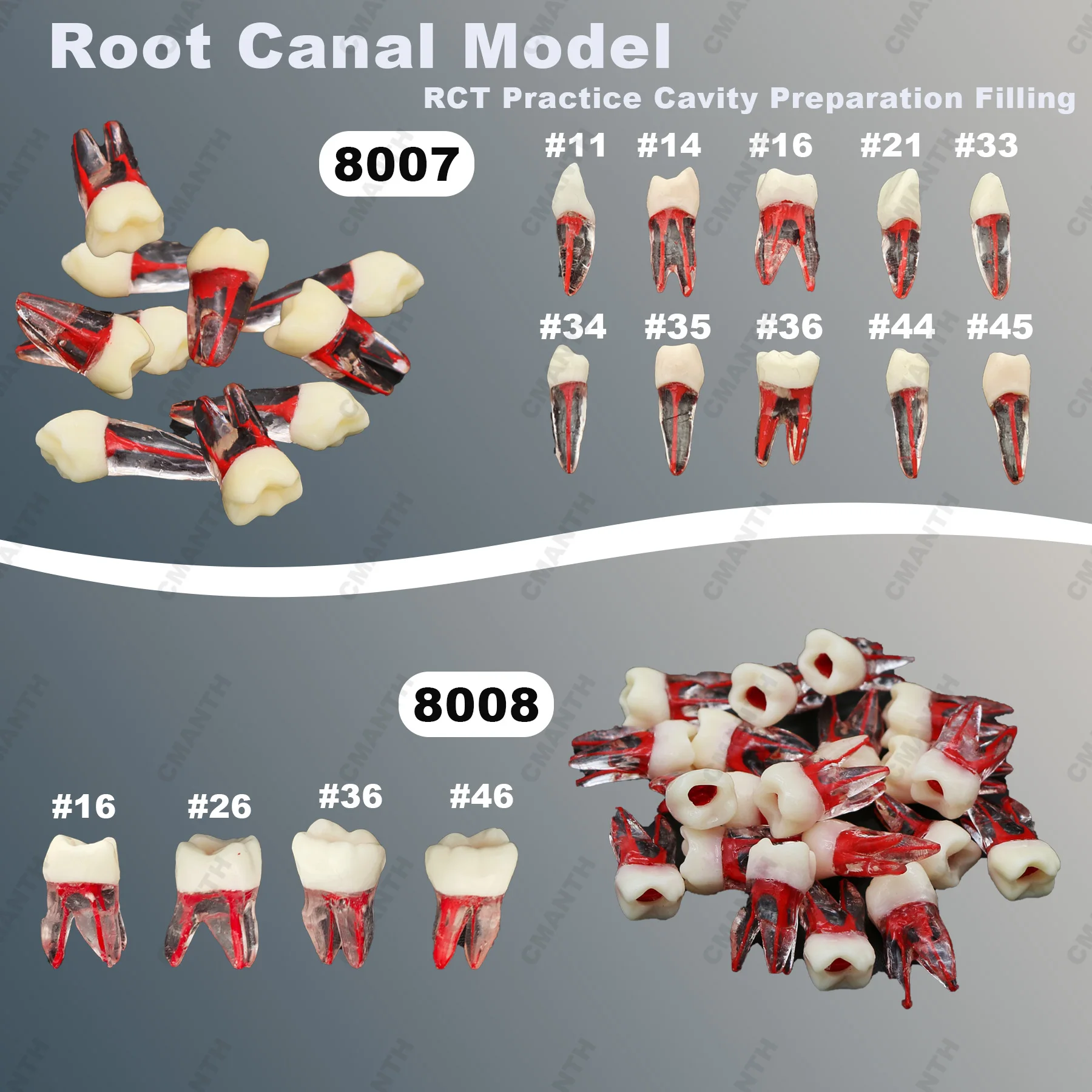 Dental Teeth Model RCT Endo Teeth Model Resin Endodontic Root Canal Tooth Kilgore Nissin Type For Cavity Preparation Filling