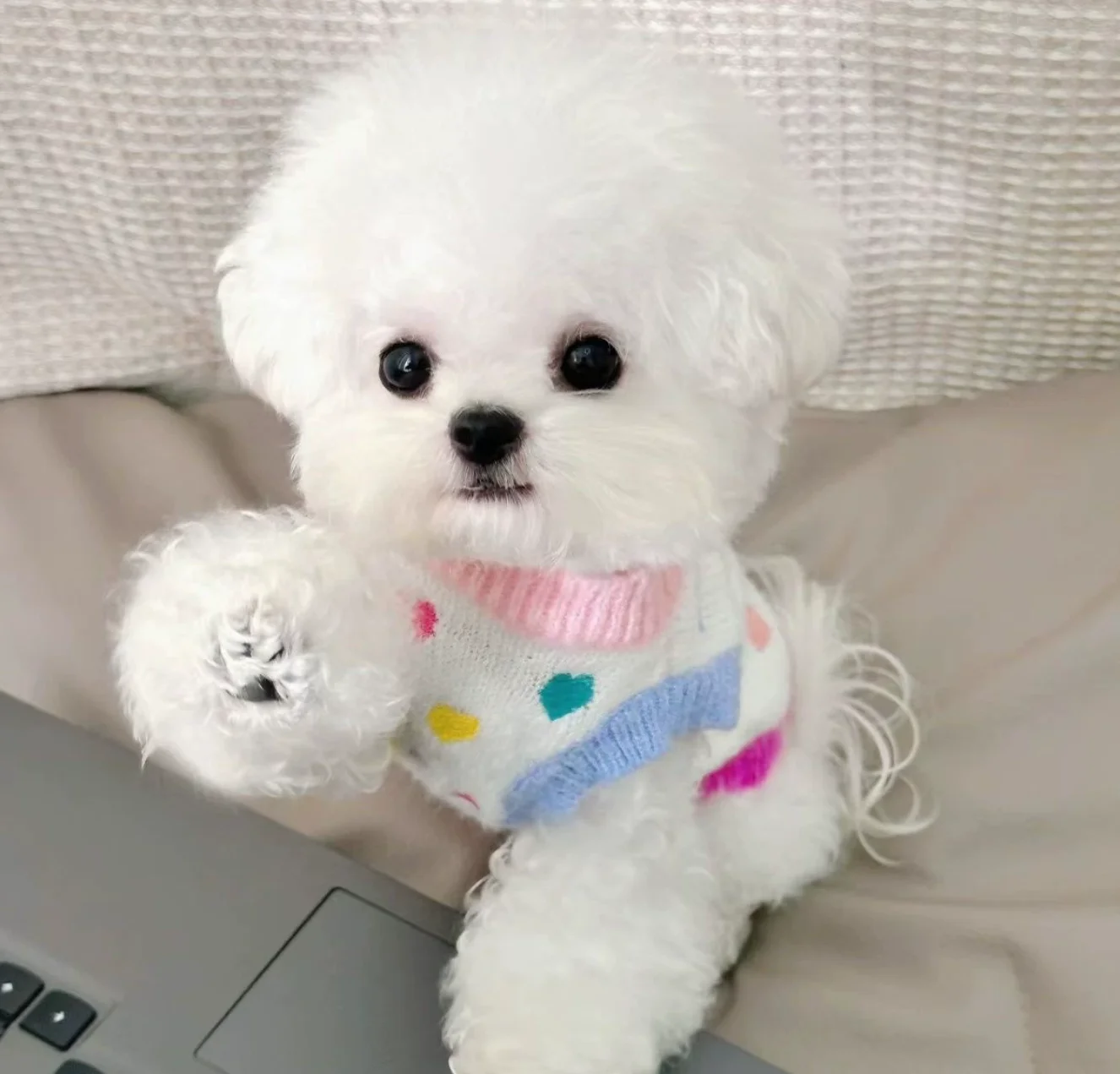

Sweet Rainbow Heart Dog Sweater Vest | Soft Knit Pet Clothes for Bichon Frise, Chihuahua & Teacup Dogs