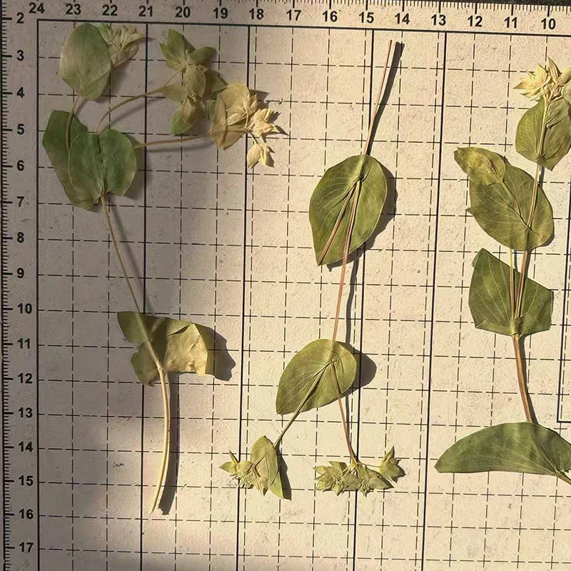 60 Stück Hasenohrgras mit Zwei – Plant Parent Sticker Bewertung und Preis