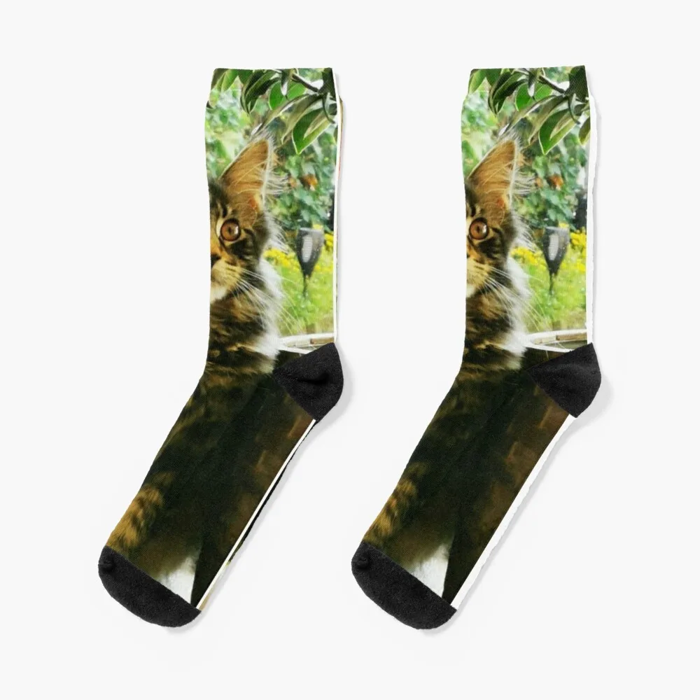 Main Coon Cat Malibu in the flower Socks Stockings man with print Argentina Socks Man Women's