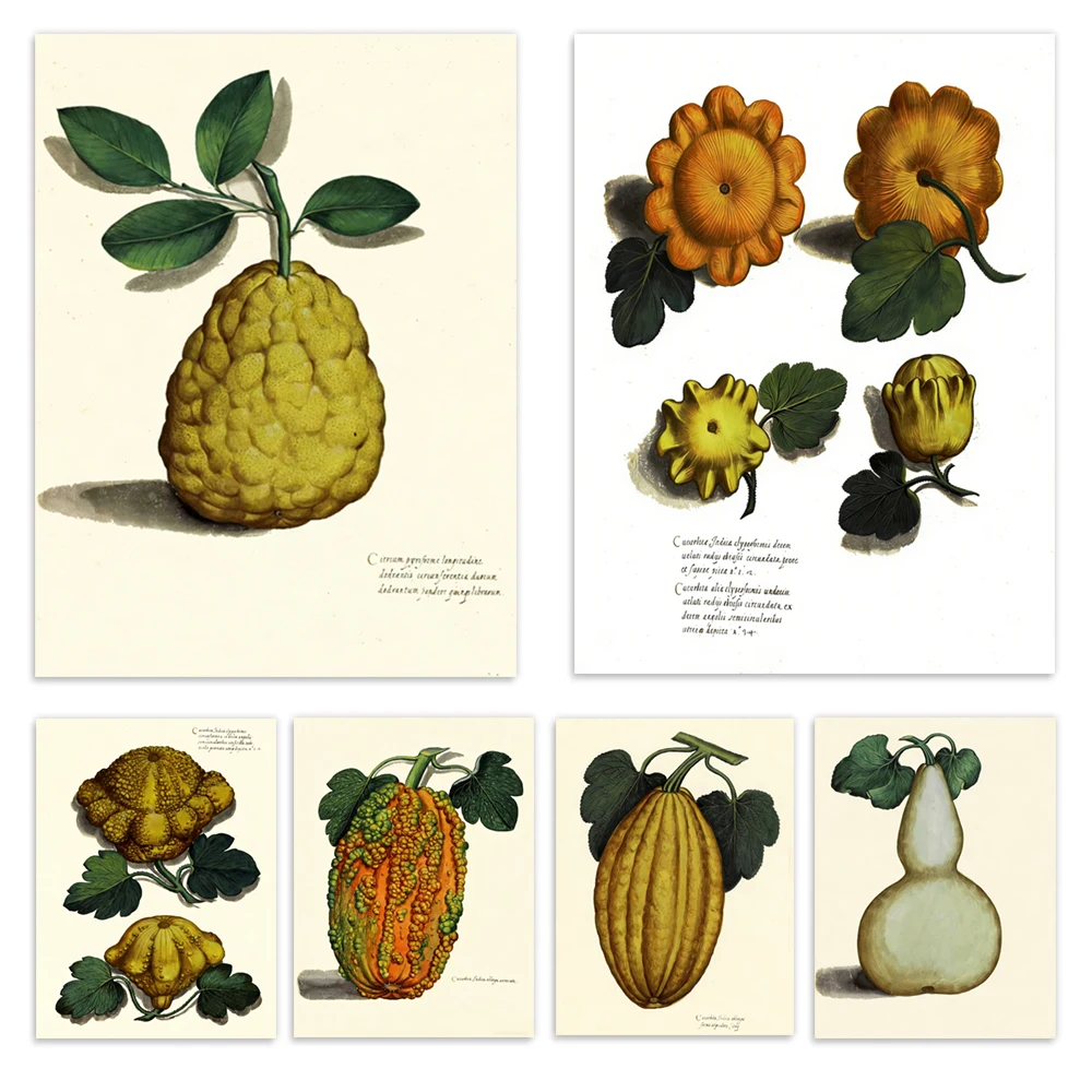 Retro pumpkin, gourd, vegetable, and plant art; autumn garden, kitchen, dining room, and home decor poster.