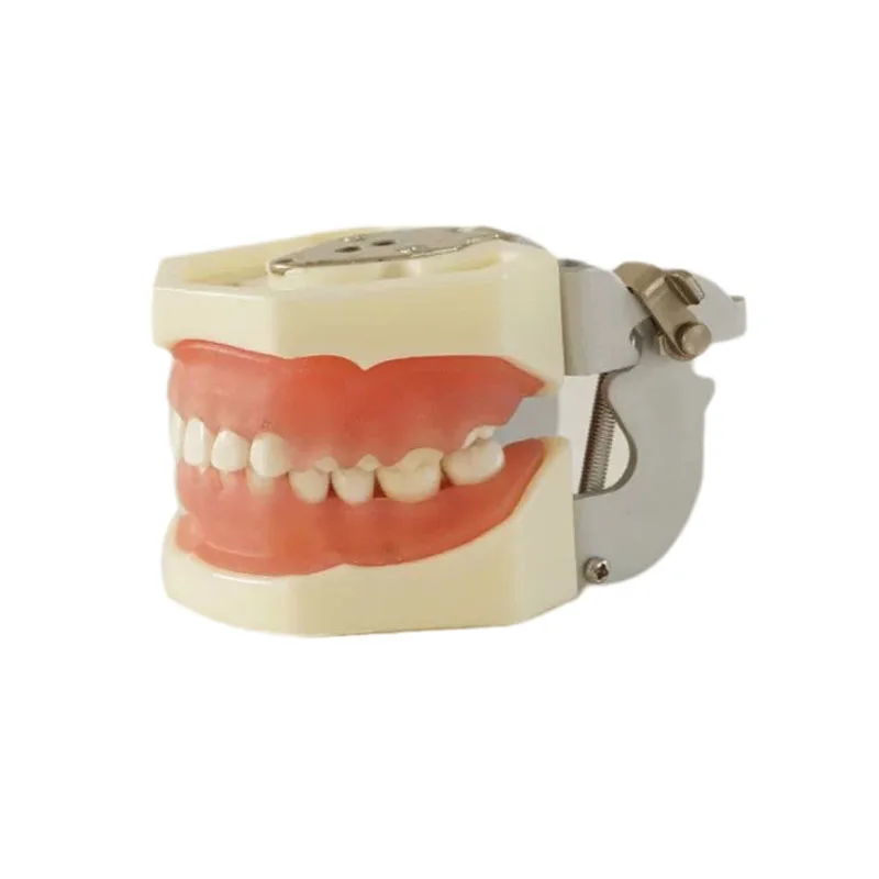 Medical Science Teaching Oral Dental Student Study Model Gingival Disease Model