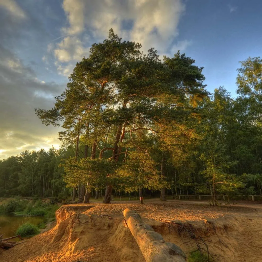 

DSpower 6KG Plastic/ Metal Gear Digital Mirco Servo for 1/10 1/12 RC Car Plane Helicopter Wltoys HSP Trx Scx10 124018 124019