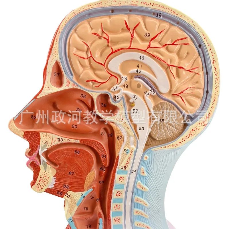 

Human Head Skull Facial Nerve Blood Vessel Muscle Anatomy Model Medical Teaching Tools